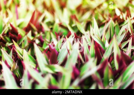 Vert violet herbe lames texture flou arrière-plan gros plan, Tradescantia, Rhoeo spathacea, nénuphars, Moses Cradle, huître, feuilles, feuillage Banque D'Images