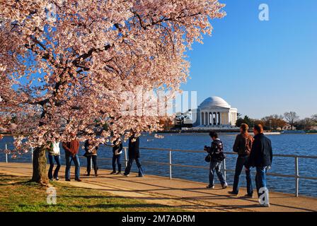Les visiteurs affluent dans le bassin de Tidal à Washington, DC pour voir les cerisiers en fleurs au printemps Banque D'Images