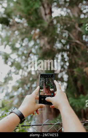 Les mains d'un homme prenant des photos avec son téléphone sur le tronc d'un très vieux séquoia arbre. Banque D'Images