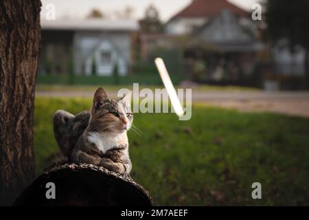 Photo d'un chat tortoiseshell femelle, heureux, posant à l'extérieur. Banque D'Images
