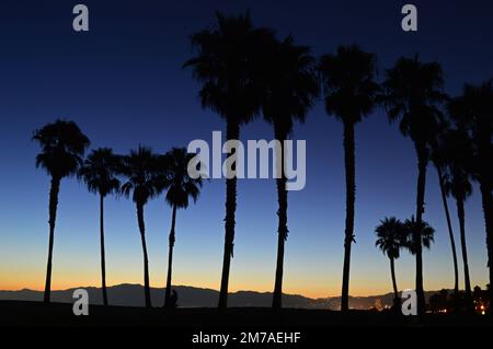 Un coucher de soleil rend les palmiers en silhouette sur la côte californienne Banque D'Images