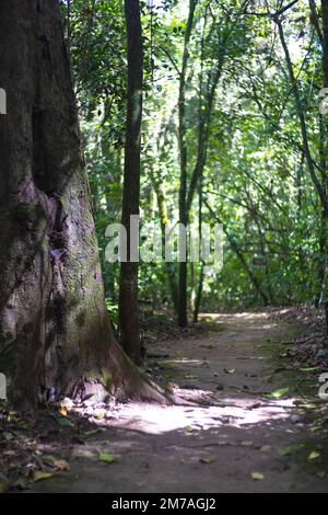 Sentier dans la forêt à côté de grands arbres Banque D'Images