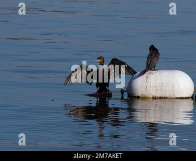 Deux petits cormorans noirs à Lake Woodlands, Texas. Un cormorant est perché sur un câble et ses ailes sont allongées. L'autre est au sommet d'une bouée blanche A. Banque D'Images