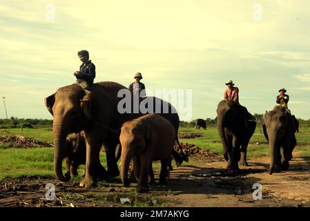 Les mahouts, qui sont également des Rangers du parc national, sont à cheval sur les éléphants de Sumatran dans la voie du parc national de Kambas, Lampung, Indonésie. Banque D'Images