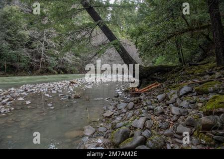 Le bord de la fourche sud de la rivière Eel dans le comté de Mendocino qui coule à travers la forêt entourée d'arbres. Banque D'Images