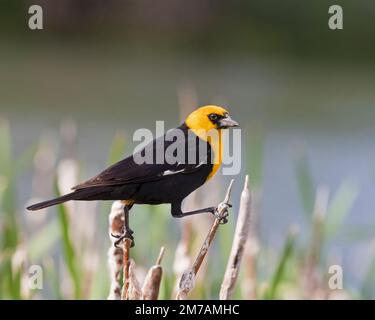 blackbird mâle à tête jaune perchée sur le queue de chat, Calgary (Alberta), Canada. (Xanthocephalus xanthocephalus) Banque D'Images