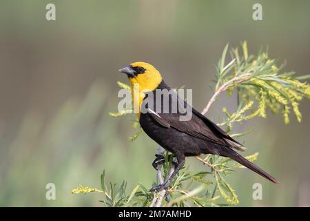blackbird mâle à tête jaune perché sur une branche, Calgary, Alberta, Canada. (Xanthocephalus xanthocephalus) Banque D'Images