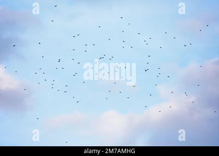 American Cliff Swallows, flock prenant le vol dans le ciel du soir, Alberta, Canada (Petrochelidon pyrrhonota) Banque D'Images
