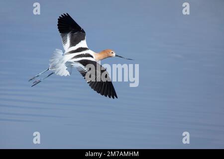 Un oiseau Avocet américain survolant un marécage de prairie dans la zone de conservation du lac Frank, Alberta, Canada. Recurvirostra americana Banque D'Images