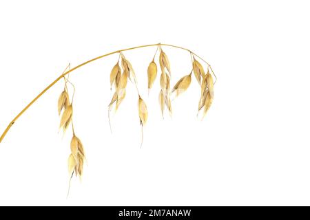 Branche d'avoine commune (Avena sativa) avec grains d'avoine prêts à la récolte isolés sur fond blanc Banque D'Images