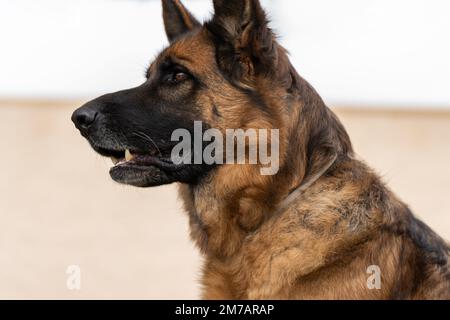 Chien de berger allemand domestique brun obéissant avec une bouche ouverte qui regarde loin tout en étant assis sur un arrière-plan flou Banque D'Images