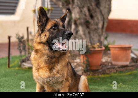 Adorable chien de berger allemand domestique avec langue dehors en regardant loin tout en se reposant dans l'arrière-cour Banque D'Images