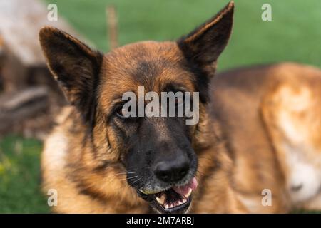 De dessus de mignon chien de berger allemand domestique avec balle dans la bouche regardant l'appareil-photo tout en étant allongé sur la pelouse Banque D'Images