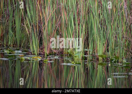 Naqueter l'herbe dans les everglades avec des roseaux rouges et verts Banque D'Images