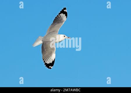 Un gull de Hartlaubs (Larus hartlaubii) en vol avec des ailes ouvertes contre un ciel bleu, Afrique du Sud Banque D'Images