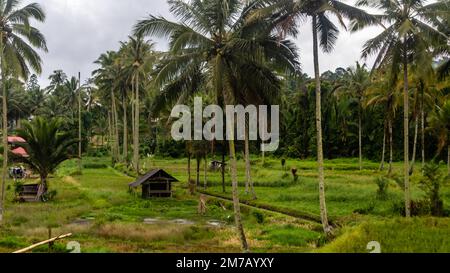 une petite cabane au milieu d'un champ de riz Banque D'Images