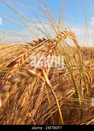 Une photo de blé prêt à la récolte Banque D'Images