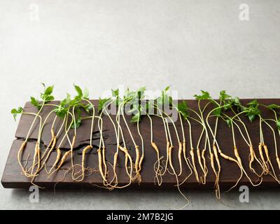 Le ginseng se pousses sur une longue planche à découper en bois Banque D'Images