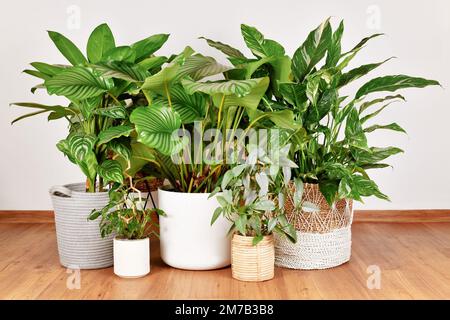 Jungle urbaine avec différentes grandes plantes tropicales dans des pots de fleurs au sol Banque D'Images