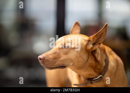 magnifique chien de ferme kelpie en activité en australie. en été Banque D'Images