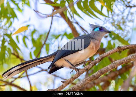 Coua à crête (Coua cristata), oiseau endémique de taille moyenne, membre de la famille des cuckoo, Cuculidae. Kirindy Forest, Madagascar faune Banque D'Images