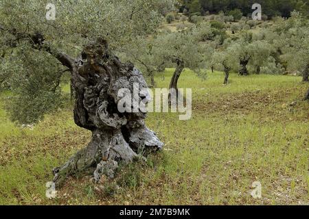 Olivar de Pastoritx. Valldemossa. Majorque. Baleares.España. Banque D'Images