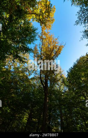Vue de la forêt en plan vertical. Grands arbres et ciel clair. Photo de concept de neutralité carbone. Banque D'Images