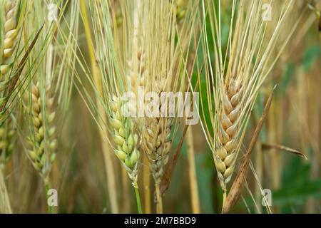 Gros plan des épis de grain avec de longues pointes, vue d'été Banque D'Images