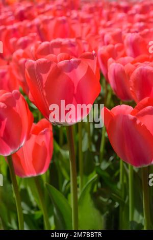 Tulipe rouge sur fond flou au format vertical Banque D'Images