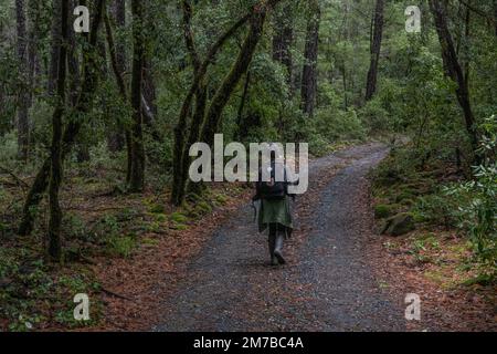 Un randonneur à pied dans la distance sur une petite route de gravier à travers la forêt dans le comté de Mendocino dans la nature sauvage de la Californie du Nord. Banque D'Images