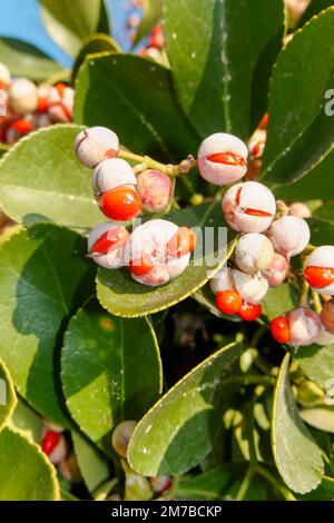 Flukey, usine de chance. Euonymus japonicus. Usine médicale. fruits sauvages rouges toxiques. Bague verte. Banque D'Images