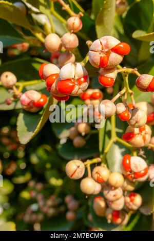 Flukey, usine de chance. Euonymus japonicus. Usine médicale. fruits sauvages rouges toxiques. Bague verte. Banque D'Images