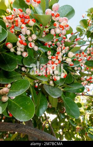 Flukey, usine de chance. Euonymus japonicus. Usine médicale. fruits sauvages rouges toxiques. Bague verte. Banque D'Images