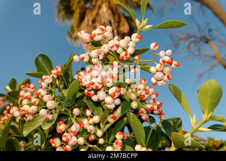 Flukey, usine de chance. Euonymus japonicus. Usine médicale. fruits sauvages rouges toxiques. Bague verte. Banque D'Images