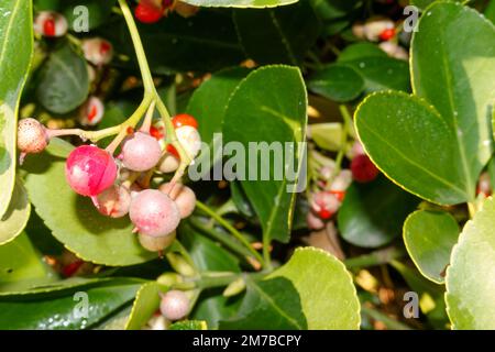 Flukey, usine de chance. Euonymus japonicus. Usine médicale. fruits sauvages rouges toxiques. Bague verte. Banque D'Images