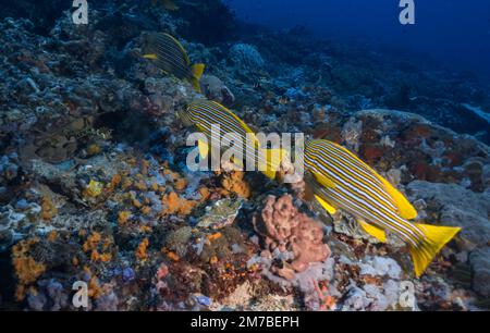 Un groupe de poissons jaunes Plectorhinchus lineatus nageant dans une mer bleu profond au-dessus du corail de récif Banque D'Images