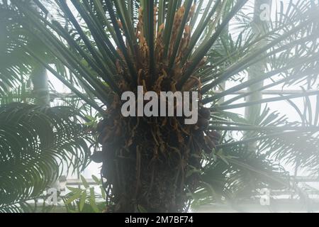 vue rapprochée des fruits en croissance de cycas circinalis Banque D'Images