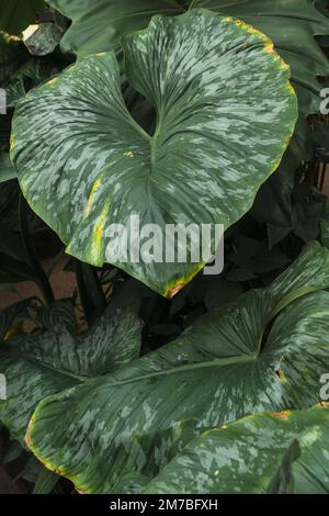 les feuilles de philodendron mamei en gros plan Banque D'Images