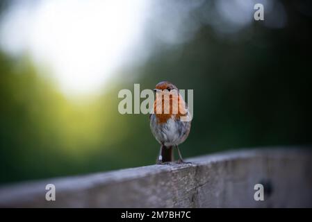 Un cliché peu profond de l'adorable robin européen perché au sommet d'une clôture en bois Banque D'Images
