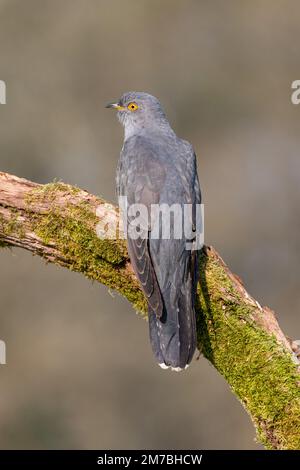 Colin le Cuckoo perchée sur une branche de mousse sur Thurley Common Banque D'Images