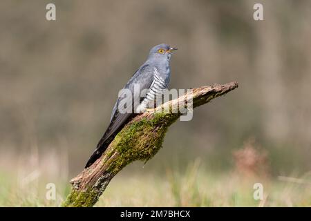 Colin le Cuckoo perchée sur une branche de mousse sur Thurley Common Banque D'Images