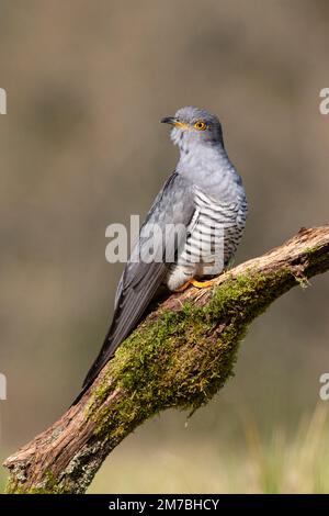 Colin le Cuckoo perchée sur une branche de mousse sur Thurley Common Banque D'Images