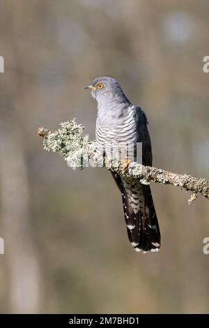 Colin le Cuckoo perchée sur une branche de mousse sur Thurley Common Banque D'Images