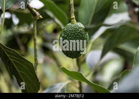 Nakuru, Kenya. 08th janvier 2023. Les fruits de l'avocat sont presque prêts à être récoltés dans une petite ferme fruitière de Bahati, dans le comté de Nakuru. Le changement climatique affectant la production agricole, la plupart des agriculteurs se diversifient en petites cultures horticoles pour augmenter les bénéfices. Crédit : SOPA Images Limited/Alamy Live News Banque D'Images