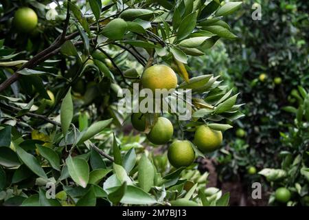 Nakuru, Kenya. 08th janvier 2023. Mûrissement des oranges dans une petite ferme fruitière de Bahati, dans le comté de Nakuru. Le changement climatique affectant la production agricole, la plupart des agriculteurs se diversifient en petites cultures horticoles pour augmenter les bénéfices. Crédit : SOPA Images Limited/Alamy Live News Banque D'Images