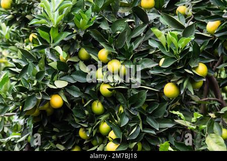 Nakuru, Kenya. 08th janvier 2023. Mûrissement des oranges dans une petite ferme fruitière de Bahati, dans le comté de Nakuru. Le changement climatique affectant la production agricole, la plupart des agriculteurs se diversifient en petites cultures horticoles pour augmenter les bénéfices. Crédit : SOPA Images Limited/Alamy Live News Banque D'Images