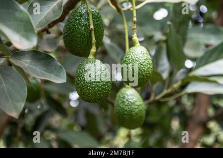 Nakuru, Kenya. 08th janvier 2023. Les fruits de l'avocat sont presque prêts à être récoltés dans une petite ferme fruitière de Bahati, dans le comté de Nakuru. Le changement climatique affectant la production agricole, la plupart des agriculteurs se diversifient en petites cultures horticoles pour augmenter les bénéfices. Crédit : SOPA Images Limited/Alamy Live News Banque D'Images