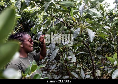 Nakuru, Kenya. 08th janvier 2023. Monica Njoroge inspecte les avocats dans la petite ferme fruitière de son père à Bahati, dans le comté de Nakuru. Le changement climatique affectant la production agricole, la plupart des agriculteurs se diversifient en petites cultures horticoles pour augmenter les bénéfices. Crédit : SOPA Images Limited/Alamy Live News Banque D'Images