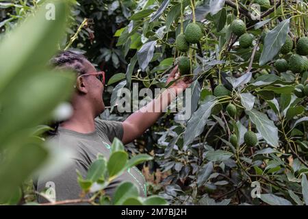 Nakuru, Kenya. 08th janvier 2023. Monica Njoroge inspecte les avocats dans la petite ferme fruitière de son père à Bahati, dans le comté de Nakuru. Le changement climatique affectant la production agricole, la plupart des agriculteurs se diversifient en petites cultures horticoles pour augmenter les bénéfices. Crédit : SOPA Images Limited/Alamy Live News Banque D'Images