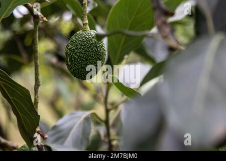 Nakuru, Kenya. 08th janvier 2023. Les fruits de l'avocat sont presque prêts à être récoltés dans une petite ferme fruitière de Bahati, dans le comté de Nakuru. Le changement climatique affectant la production agricole, la plupart des agriculteurs se diversifient en petites cultures horticoles pour augmenter les bénéfices. (Photo de James Wakibia/SOPA Images/Sipa USA) crédit: SIPA USA/Alay Live News Banque D'Images